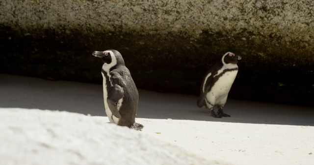 Two penguins bask in the sun on a sandy beach. Captured in their natural habitat, they exhibit typical wildlife behavior.