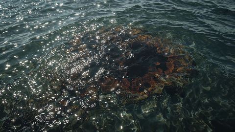 Red algae on sunlit submerged rock in shallow water
