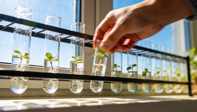 Hand adjusting test tube with rooted plant cuttings in sunlit lab rack for propagation