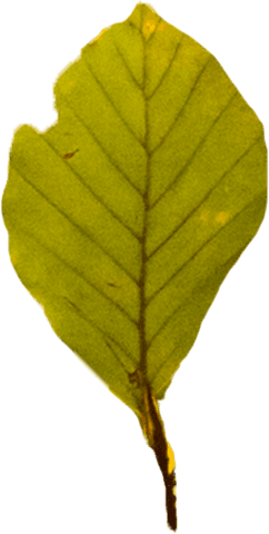 Green Leaf on Transparent Background Vector Illustration - Download Free Stock Videos Pikwizard.com