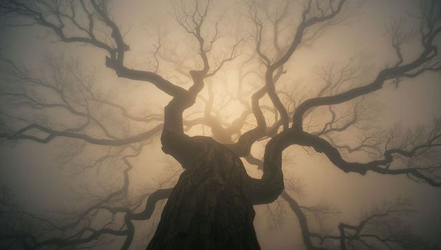 Majestic Tree Silhouette in Mystical Foggy Forest Renewal