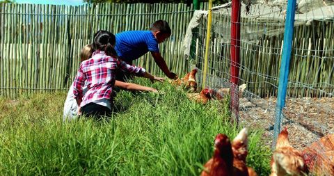 Children Engaging with Chickens in Rural Farm Setting - Download Free Stock Images Pikwizard.com