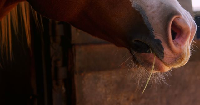 Close Up of Horse Chewing Grass Next to Stable Entrance - Download Free Stock Images Pikwizard.com