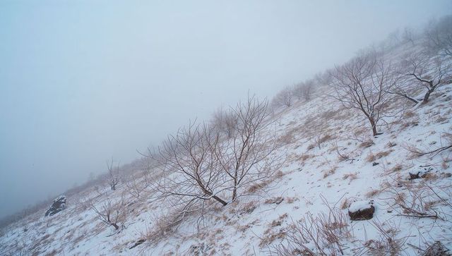 Foggy winter mountainside with leafless shrubs and snow-dusted grasses on diagonal slope