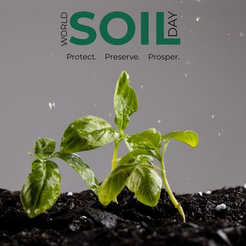 Sprout on soil with world soil day text highlighting conservation theme