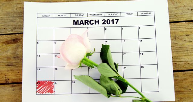 A single white rose lies across a March 2017 calendar on a wooden background, with copy space. The placement of the rose on the calendar could signify an important date or a memorial.
