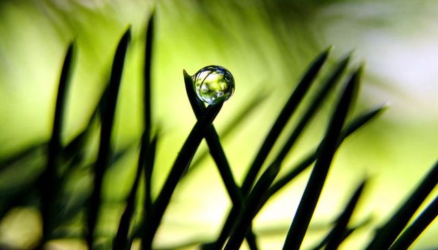 Macro dew bead balancing on crossed pine needles refracting green foliage with soft bokeh