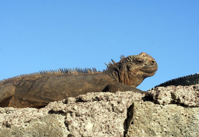 Common iguana Iguanid Rock - Download Free Stock Photos Pikwizard.com