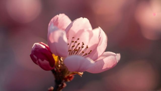 Blooming Pink Blossom Macro with Soft Bokeh and Golden Hour Glow Closeup Floral Detail
