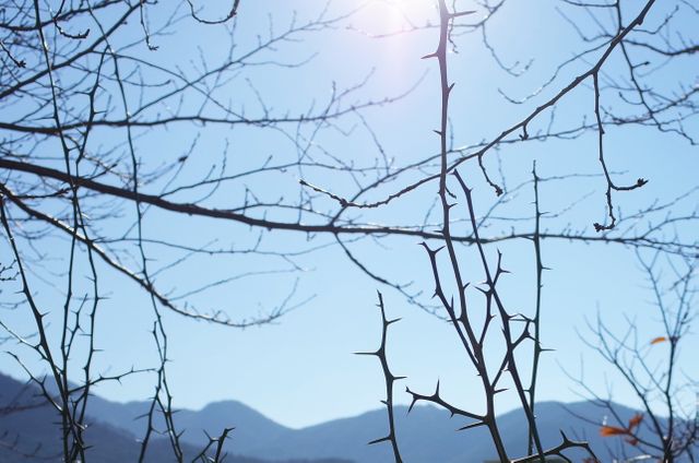 Low Angle View of Bare Tree Against Clear Sky - Download Free Stock Photos Pikwizard.com