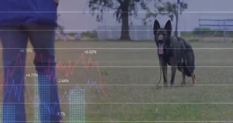 German Shepherd Exposed to Stock Data in Open Field