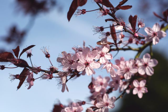 Close-up view of cherry blossoms flowering against a clear blue sky. Perfect for seasonal greetings, nature-themed promotions, and floral design references. Ideal for use in advertising, websites, posters, and any spring-related projects.