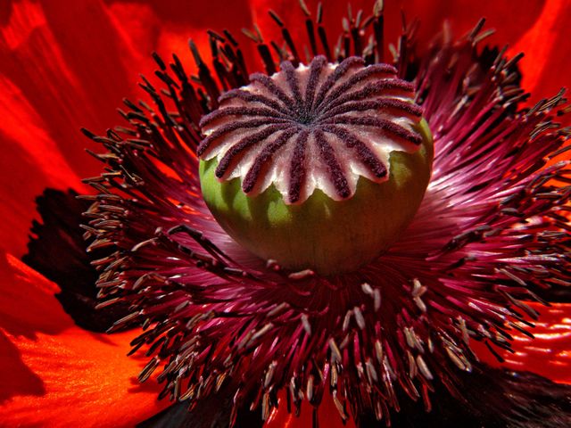 Poppy flower macro showcasing intricate details of the flower center, with vivid petals and visible pollen. Perfect for nature-themed projects, gardening blogs, floral design ideas, educational materials on botany, and more.