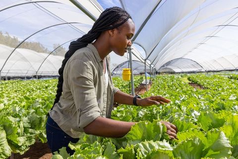 African American Woman Tending Lettuce in Greenhouse