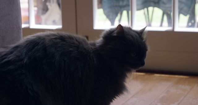 Black cat looking out window 