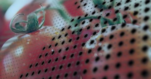 Ripe tomatoes gleaming behind perforated mesh with glistening water droplets macro