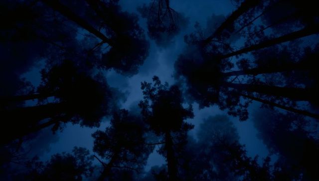 Looking up through misty moonlit pine canopy framing silhouetted treetops