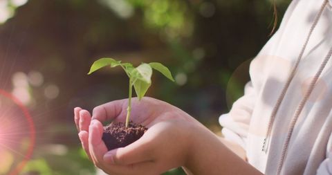 Nurturing New Growth: Hands Holding Young Plant in Sunlit Garden