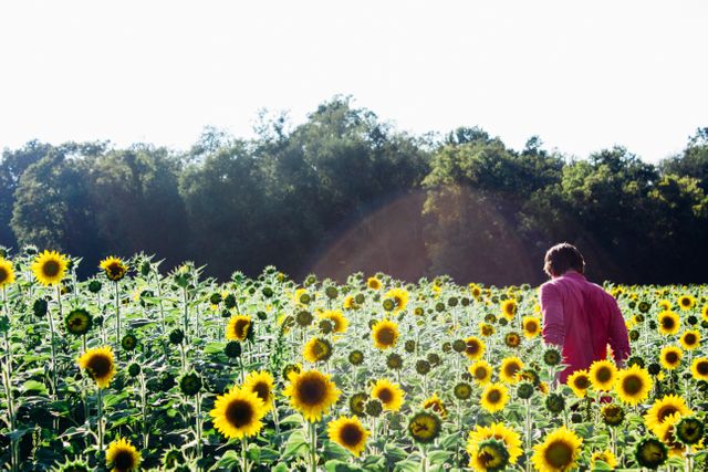 Person in red shirt exploring a blooming sunflower field with trees in the background. Useful for promoting outdoor activities, sustainable farming, eco-tourism, summer themes, and nature retreats.