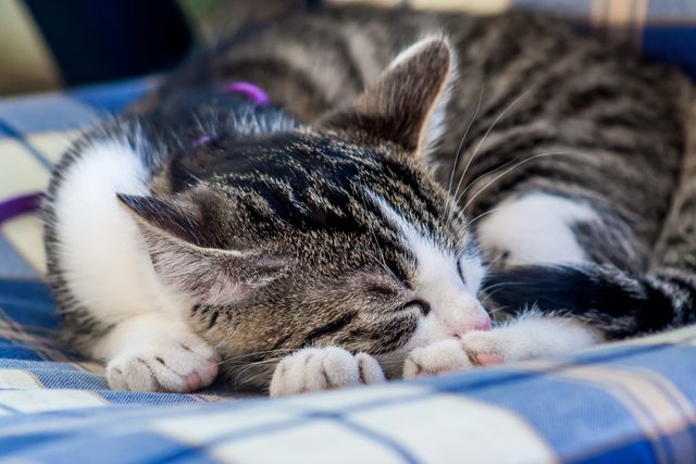Sleeping Tabby Kitten on Plaid Blanket - Download Free Stock Photos Pikwizard.com