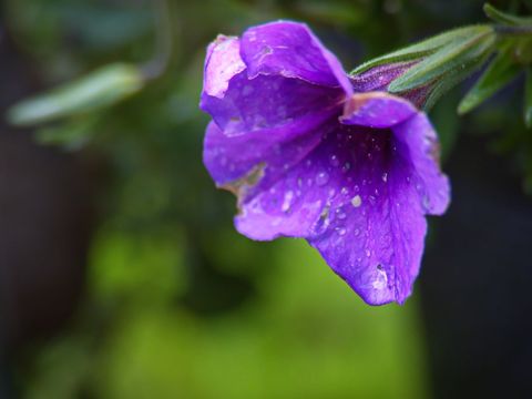 Purple petunia blooming with water droplets macro close-up natural garden freshness