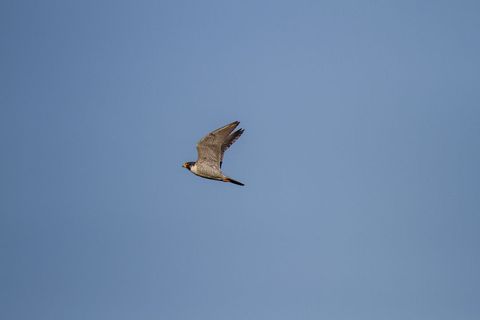 Majestic falcon soaring across clear blue sky