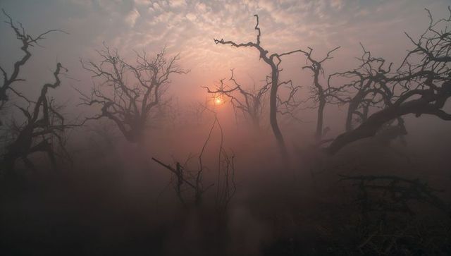 Foggy Dawn in Leafless Swamp with Mysterious Sunlight