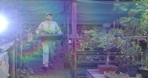 Nursery gardener carrying tray of seedlings through shaded greenhouse aisle with bonsai