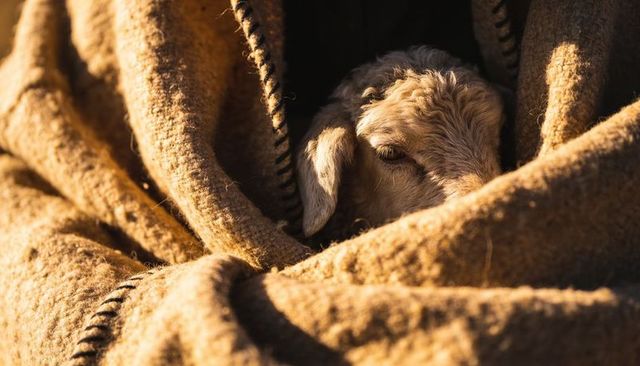 Nestling lamb peeking from wool blanket close-up showing warmth and texture