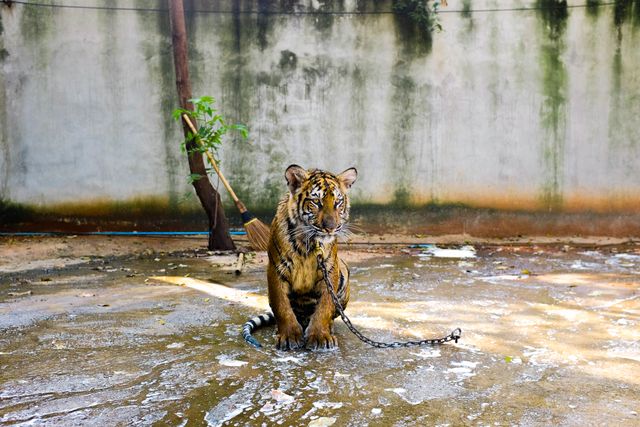 Tiger sits on wet concrete floor with chains around neck, illustrating captivity. Concrete wall and sparse urban surroundings create stark contrast with natural habitat. Ideal for discussions on animal rights, captivity, urban wildlife, and conservation awareness. Image evokes strong emotions about the conditions of captive animals.