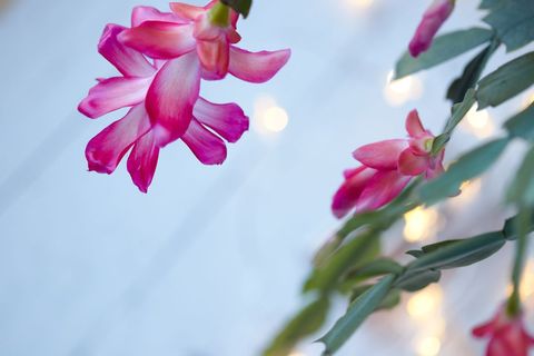 Vibrant Pink Flowers Hanging Against Soft Lights