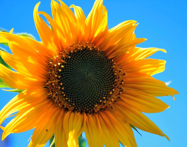 The bright yellow sunflower blooms vibrantly in stark contrast to the clear blue sky, capturing the warmth and joy of summer. Ideal for agricultural themes, floral designs, gardening articles, and nature-inspired decor.