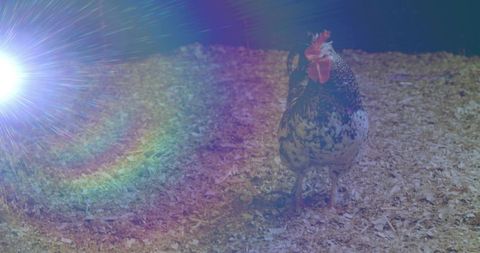 Speckled Rooster in Pen with Lens Flare Radiating Vibrance