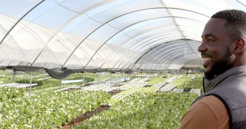 Man Overseeing Hydroponic Lettuce Production in Greenhouse