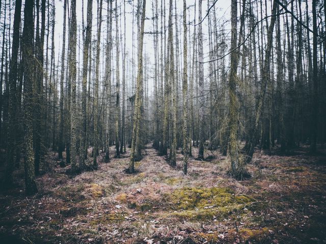 Misty forest with tall, slender trees and a mossy, damp ground. Ideal for nature and ecology concepts, promoting environmental conservation, and using in outdoor adventure blogs and natural scenery themed websites.