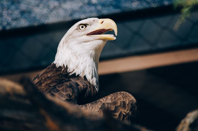 Bald eagle looking intently with its beak slightly open. Majestic bird of prey featuring prominent white head and brown plumage. Useful for wildlife calendars, educational materials about birds, nature-themed projects, and conservation awareness campaigns.