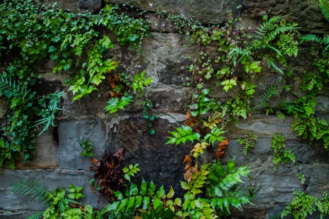 Close-up of a rustic stone wall adorned with various types of green vegetation including ivy, ferns, and moss. Ideal for nature, gardening, and outdoor-themed designs, backgrounds, or promoting eco-friendly products and lifestyle.
