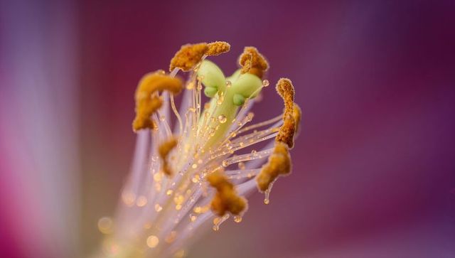 Macro close-up showing three-lobed green pistil with dew-kissed stamens and creamy bokeh