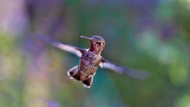 Hummingbird hovering mid-air with blurred green and purple background. Perfect for nature magazines, wildlife documentaries, bird enthusiast blogs, educational materials on wildlife, and environmental conservation campaigns.