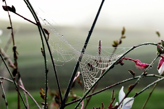 Spider web with morning dew captured among flowers and plants. Ideal for illustrating the intricacies of nature, the beauty of early mornings, or themes of delicacy and strength. Great for background images in blogs, nature articles, educational materials, or posters.