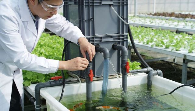 Technician adjusting aquaponics plumbing, checking koi tank and performing maintenance