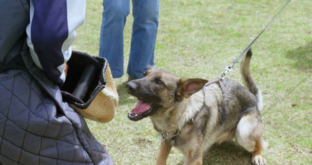German Shepherd shown training with bite sleeve held by handler in outdoor grassy area. Dog is on leash displaying training and obedience. Ideal for use in articles about dog training, protection dogs, pet care, obedience school, and canine defense techniques.