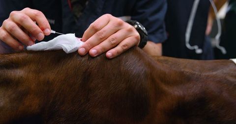 Veterinarian administers vaccine to horse in medical setting