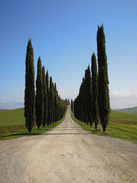 Cypress trees lining gravel road leading to secluded villa in rural Tuscany. Clear blue sky adds tranquility. Ideal for travel blogs, tourism promotions, or backgrounds emphasizing nature and serenity.