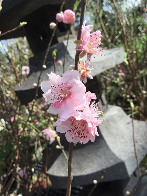Close-up of cherry blossoms blooming on a tree branch. Ideal for use in spring or nature-themed publications, gardening magazines, and floral greeting cards showcasing the beauty of flowering plants in gardens.