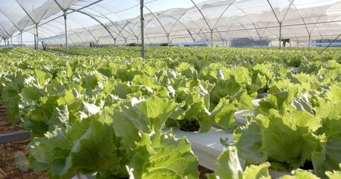 Hydroponic lettuce cultivation in greenhouse for sustainable agriculture