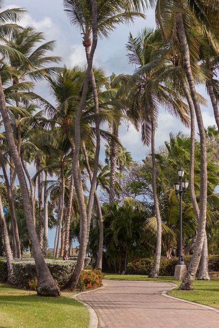 Scenic view of a pathway lined with tall palm trees under a cloudy sky. The tropical setting is ideal for a peaceful walk, evoking a sense of relaxation. Useful for promoting travel destinations, resorts, tropical getaways, or even nature-related content.