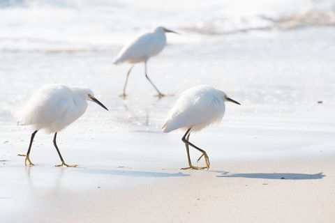 Snowy Egrets Walking Along Sunlit Sandy Shoreline with Delicate White Plumage