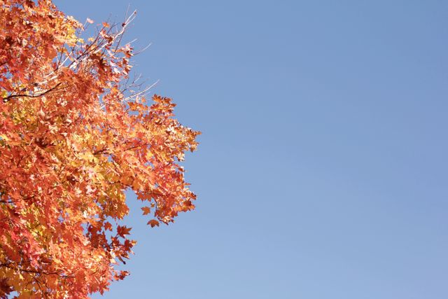 Perfect for illustrating the beauty of autumn, this vibrant scene captures maple leaves glowing in shades of red and orange against a clear blue sky. The image can be used in seasonal promotions, nature articles, or backgrounds in digital content emphasizing autumn themes.