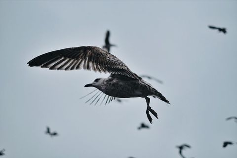 Seagull Soaring Over Moody Sky with Distant Flock - Coastal Wildlife in Flight
